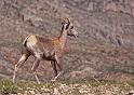 118 bighorn canyon, bighorn sheep